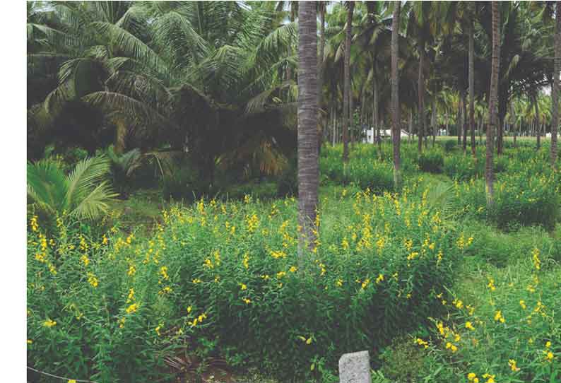 சத்துக்களை அள்ளித்தரும் சணப்பை சாகுபடி தென்னையில் ஊடுபயிராக பயிரிடும் விவசாயிகள்