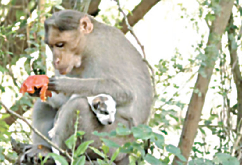 ஸ்ரீமுஷ்ணம் அருகே குரங்கு-நாய் குட்டியின் பாச போராட்டம்