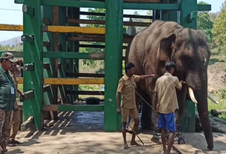 பாகன்களுக்கு கீழ்ப்படிவதால் அரிசிராஜா யானை மரக்கூண்டில் இருந்து வெளியேற்றம்