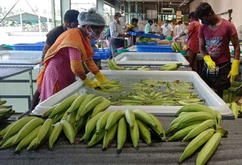 தேசிய வாழை ஆராய்ச்சி மைய முயற்சியினால் லண்டனுக்கு 10 டன் நேந்திரன் வாழைத்தார்கள் கப்பல் மூலம் அனுப்பி வைக்கப்பட்டது