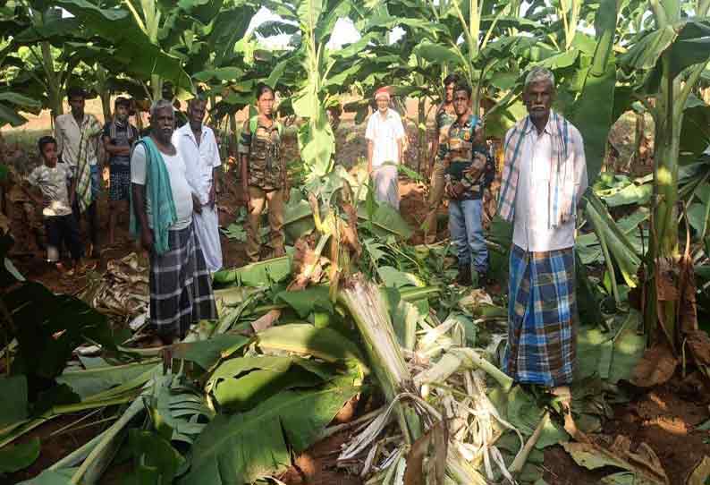 பவானிசாகர் அருகே யானைகள் அட்டகாசம்; 200 வாழைகள் நாசம்