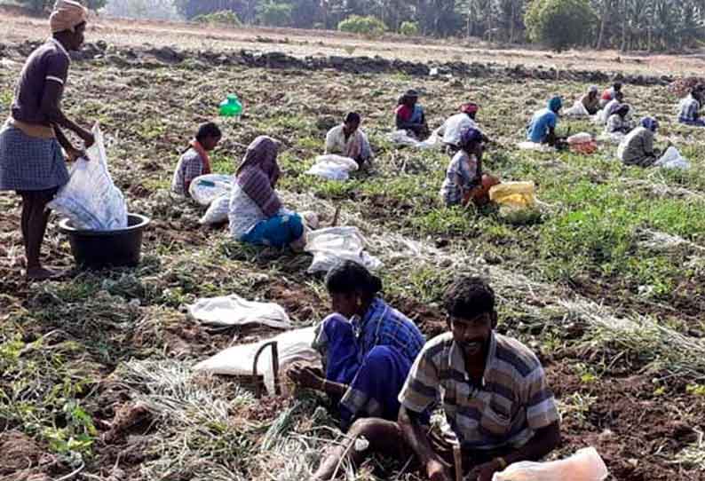 குண்டடம் பகுதியில் சின்ன வெங்காயம் அறுவடை தீவிரமாக நடந்து வருகிறது.