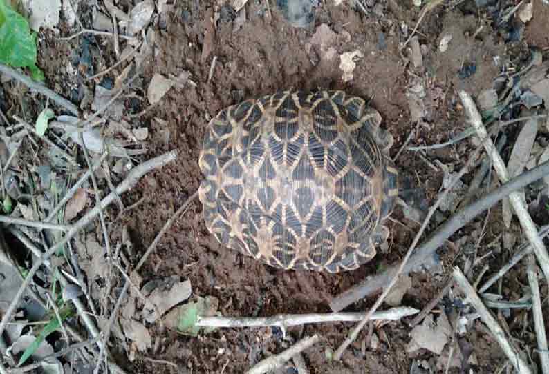 பர்கூர் வனப்பகுதியில் காணப்படும் அரிய வகை நட்சத்திர ஆமைகள்