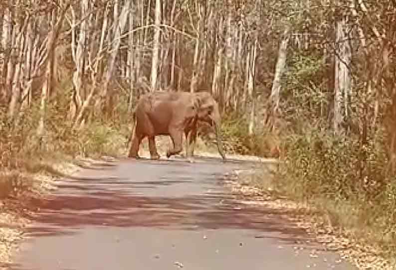 தலமலை வனப்பகுதியில் நடுரோட்டில் நின்ற யானை