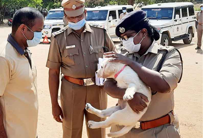 திண்டுக்கல் போலீஸ் மோப்பநாய் பிரிவுக்கு புதுவரவு ‘டிம்பி’