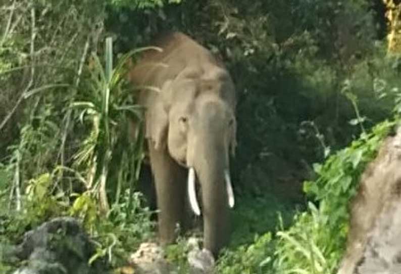 பந்தலூர் அருகே தொழிலாளர்களின் வீடுகளை காட்டுயானைகள் முற்றுகை