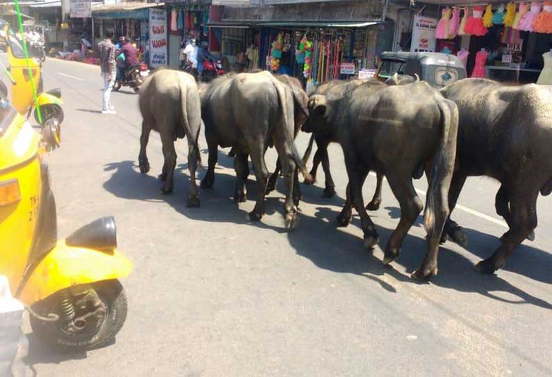 தேவாலா பஜாரில் சுற்றித்திரியும் கால்நடைகள்