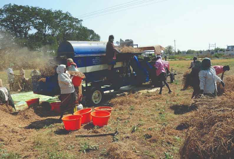 உடுமலை பகுதியில் கொண்டைக்கடலை சாகுபடியில் மகசூல் இழப்பு ஏற்பட்டுள்ளதால் நிவாரணம் வழங்க வேண்டும் என்று விவசாயிகள் கோரிக்கை