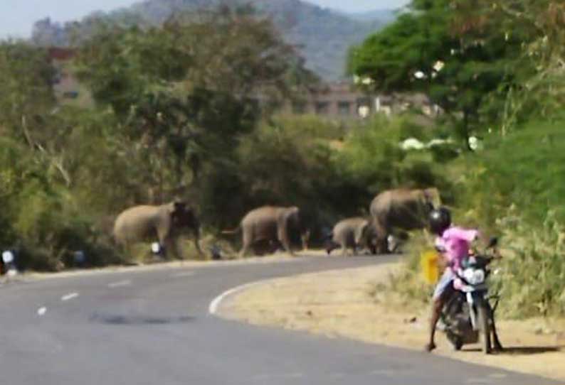 ஒகேனக்கல்லில் சாலையை கடக்கும் யானைகள்