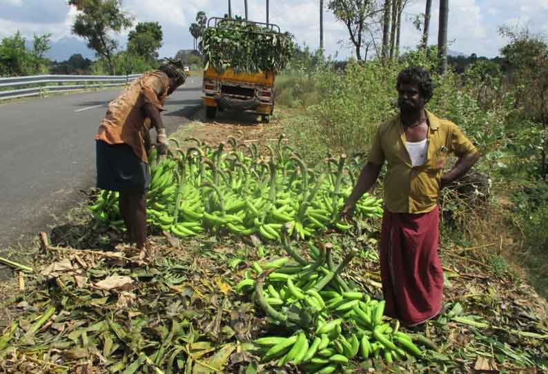 திருக்குறுங்குடி பகுதியில் வாழைத்தார் அறுவடை பணிகள் தீவிரம்