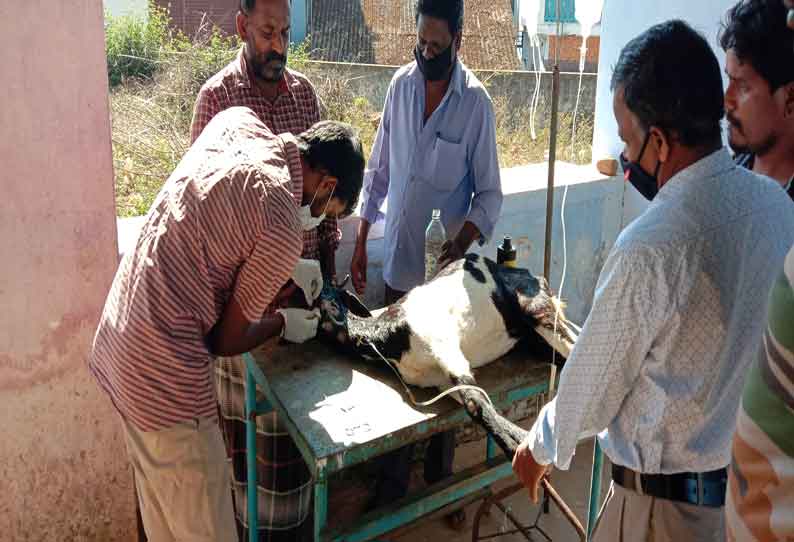 சிறுத்தையிடம் இருந்து குட்டியை காப்பாற்ற போராடிய ஆட்டுக்கு சிகிச்சை