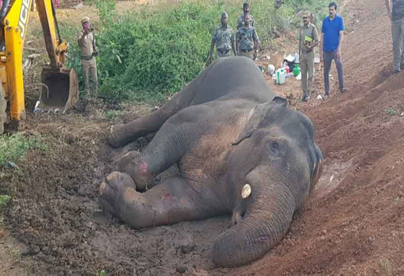 கோவை அருகே  ரெயில் மோதி காட்டு யானை படுகாயம்