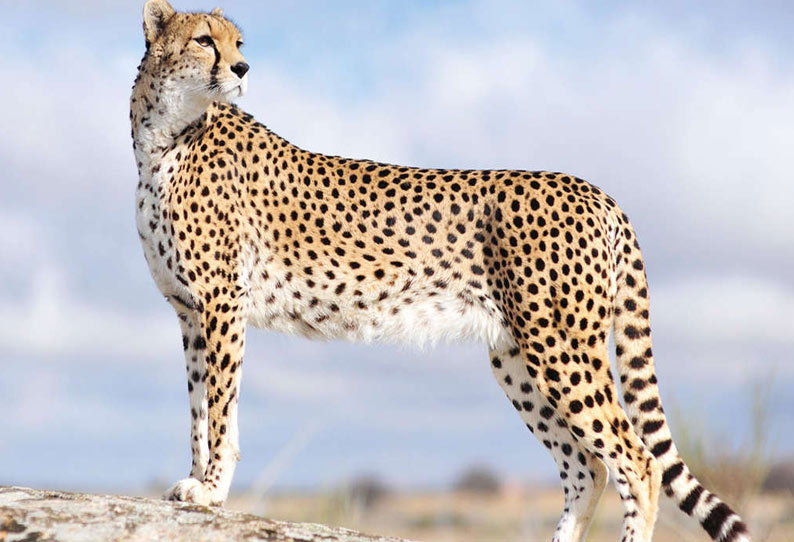 Jaguar, Leopard, Cheetah, Black Panther; Same look, many changes in  physique | ஜாகுவார், லெப்பர்ட், சீட்டா, கருஞ்சிறுத்தை; ஒரே தோற்றம்,  உடலமைப்பில் பல மாற்றம்