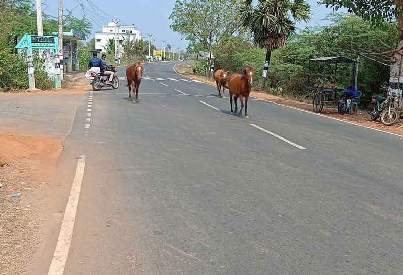 போக்குவரத்துக்கு இடையூறாக சுற்றித்திரியும் குதிரைகள்