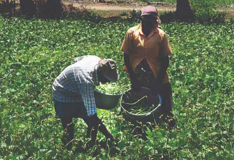 குடிமங்கலம் பகுதியில் பொரியல் தட்டை அறுவடை செய்யும் பணி தீவிரம்