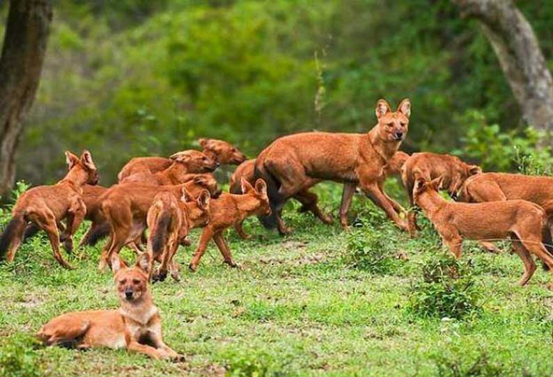 4 ஆடுகளை கடித்துக்கொன்ற செந்நாய்கள்