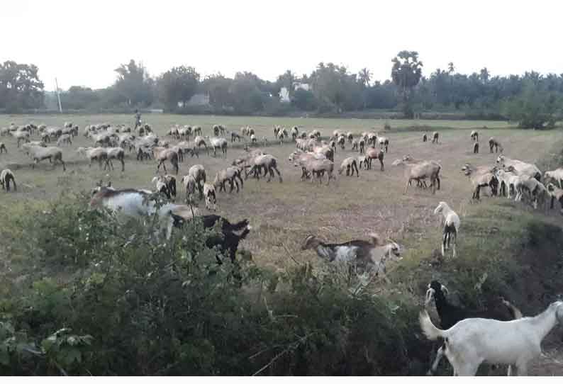 ராமநாதபுரம் மாவட்டத்தில் இருந்து மேய்ச்சலுக்காக கொண்டுவரப்பட்ட ஆடுகள்