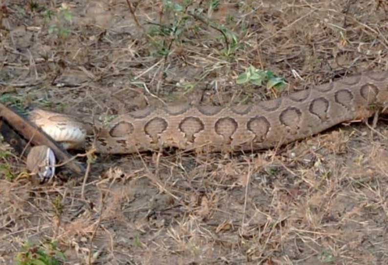 ஊத்தங்கரை அருகே வயலில் பதுங்கி இருந்த கட்டுவிரியன் பாம்பு பிடிபட்டது