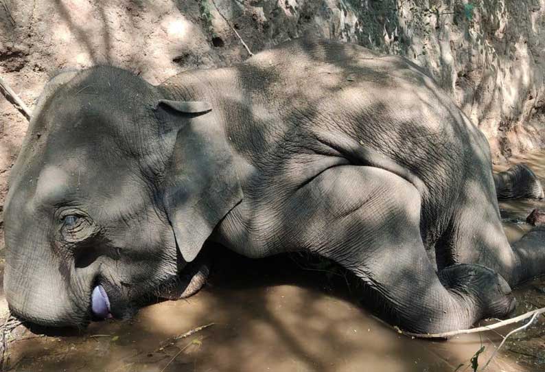 ஒகேனக்கல்லுக்கு தண்ணீர் குடிக்க வந்தபோது பெண் யானை பள்ளத்தில் தவறி விழுந்து சாவு