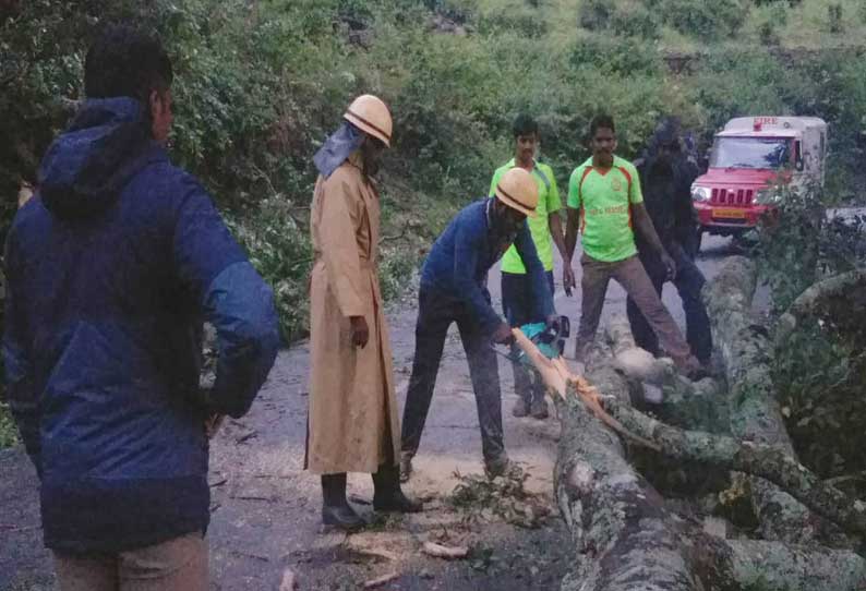 கோத்தகிரி-மேட்டுப்பாளையம் சாலையில் மரம் விழுந்து போக்குவரத்து பாதிப்பு