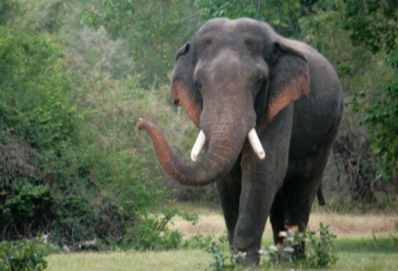 Two killed in wild elephant attack | பந்தலூர் அருகே காட்டு யானை தாக்கி