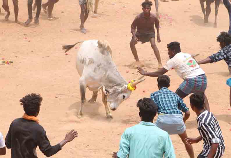 வல்லடிக்காரர் கோவில் விழாவில் மஞ்சு விரட்டு