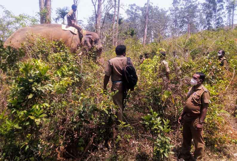 2 பேரை கொன்ற காட்டுயானையை கும்கி உதவியுடன் தேடும் பணி தீவிரம்