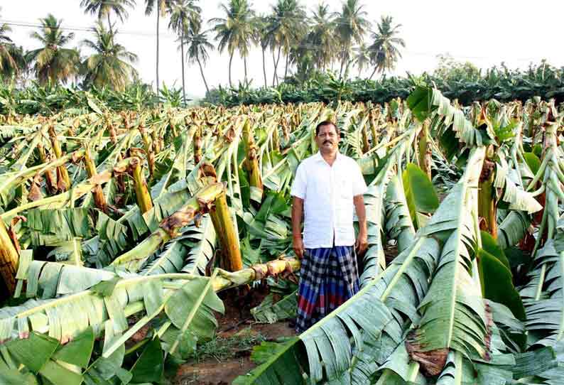 சத்தியமங்கலம், டி.என்.பாளையம் பகுதியில் பலத்த சூறாவளிக்காற்றில் 55 ஆயிரம் வாழைகள் நாசம்