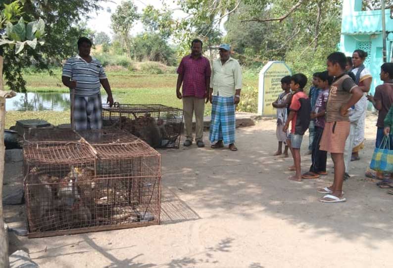 வடகீரனூரில் பொதுமக்களை அச்சுறுத்திய குரங்குகளை வனத்துறையினர் கூண்டுவைத்து பிடித்தனர்