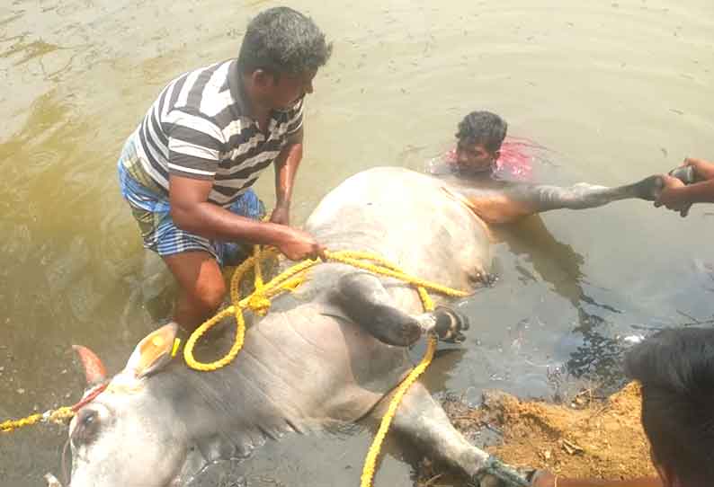 கிணற்றில் தவறி விழுந்து காளை  சாவு