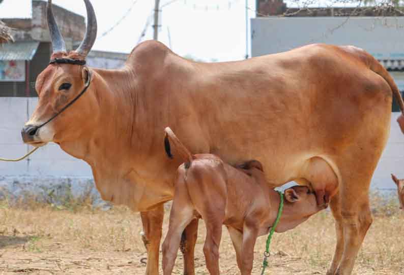 மாட்டுத்தாவணியில் 45 காங்கேயம் இன பசுமாடுகள் கன்றுகள் காளைகள் ரூ18 லட்சத்திற்கு விற்பனை