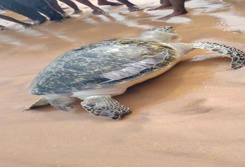 இறந்து கரை ஒதுங்கிய கடல் ஆமை