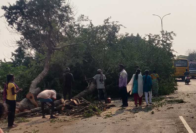 சாலை விரிவாக்கத்திற்காக மரங்கள் வெட்டி அகற்றம்