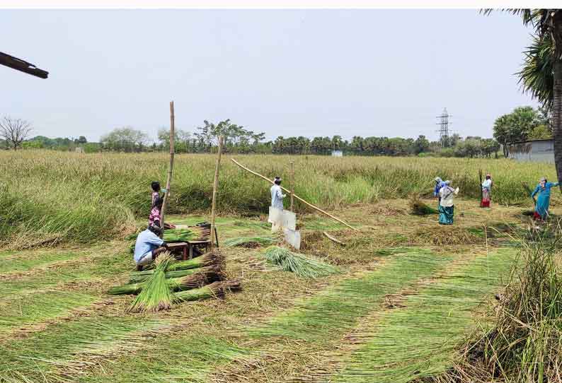 கோரைப்புல் அறுவடை பணி தீவிரம்