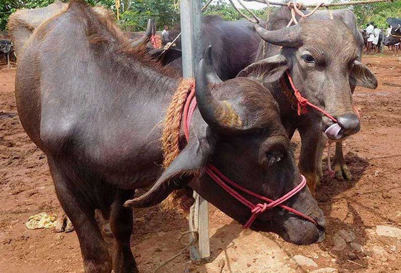 பொய்கை வாரச்சந்தையில் வர்த்தகம் கடும் சரிவு