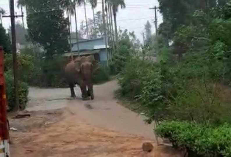 கூடலூர் அருகே தினமும் ஊருக்குள் நுழையும் காட்டுயானைகள்