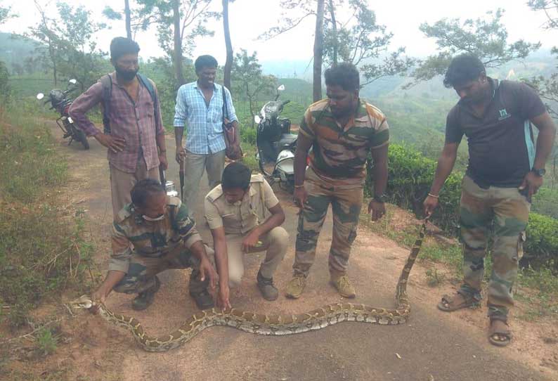 தேயிலை தோட்ட பகுதியில் 12 அடி நீள மலைப்பாம்பு பிடிபட்டது