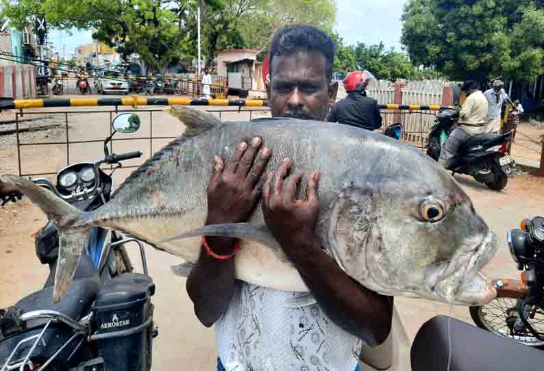 நாட்டுப்படகில் பிடித்து வரும் மீன்களுக்கு விலை இல்லாததால் மீனவர்கள் ஏமாற்றம்