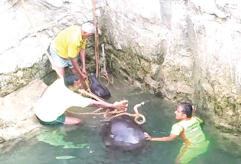 கிணற்றுக்குள் தவறி விழுந்த எருமை மாடு உயிருடன் மீட்பு