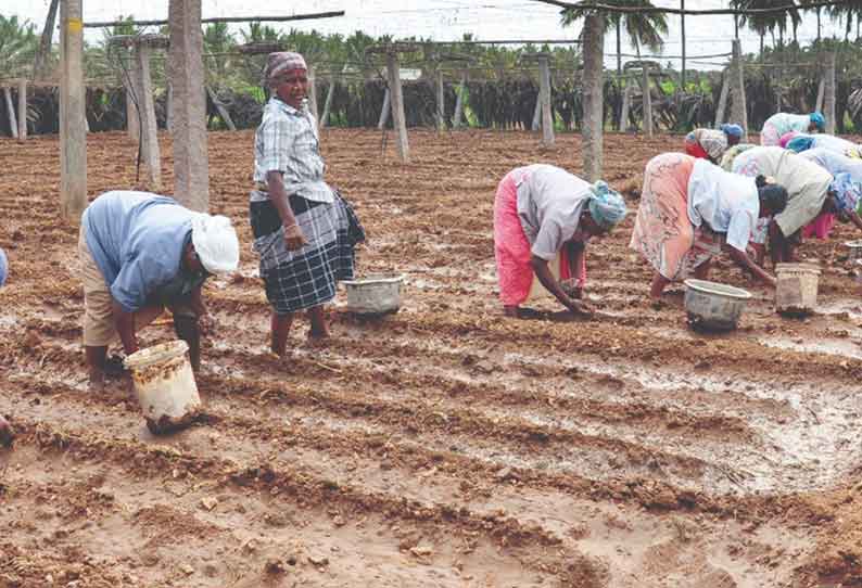 காய்கறிகளுக்கு விலையில்லை