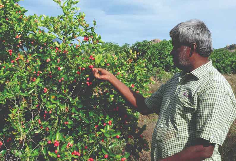 உடுமலை அருகே திருமூர்த்திமலை பகுதியில் சாகுபடி செய்யப்படும் களாக்காயால் விவசாயிகளுக்கு கூடுதல் வருவாய் கிடைக்கும் வாய்ப்பு உருவாகும் நிலை உள்ளது.