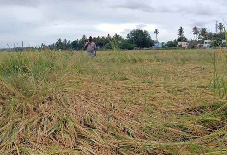 வீரபாண்டி பகுதியில் அறுவடைக்கு தயாரான நெற்பயிர்கள் மழையால் சாய்ந்து நாசம்