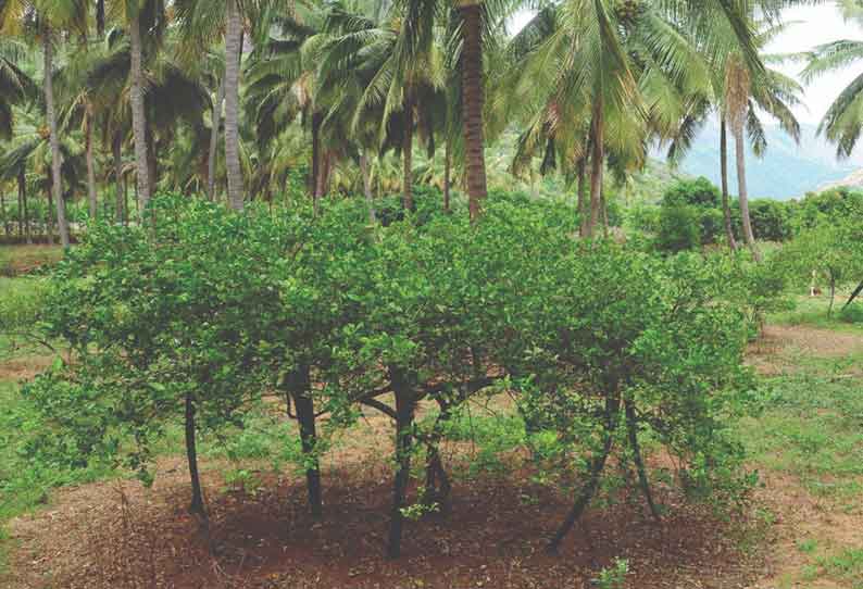 உடுமலை பகுதியில் தென்னையில் ஊடுபயிராக எலுமிச்சை சாகுபடி செய்வதில் விவசாயிகள் ஆர்வம் காட்டி வருகின்றனர்.