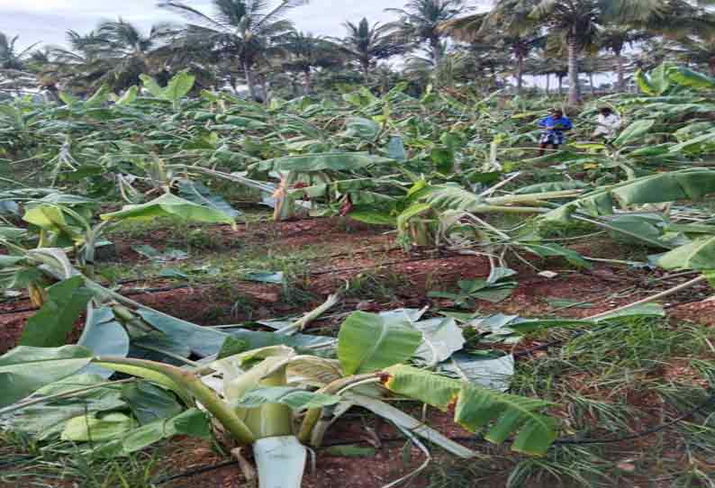 தாளவாடி அருகே வாழை தோட்டத்தில் புகுந்து யானைகள் அட்டகாசம்