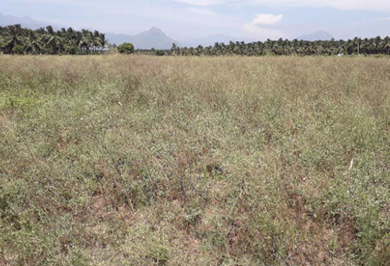 விளை நிலங்களை ஆக்கிரமித்து வளரும் பார்த்தீனியம் செடி