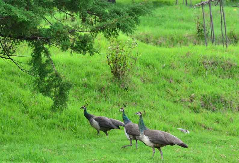 கொடைக்கானலில் பழங்களை ருசிக்க படையெடுக்கும் மயில்கள்