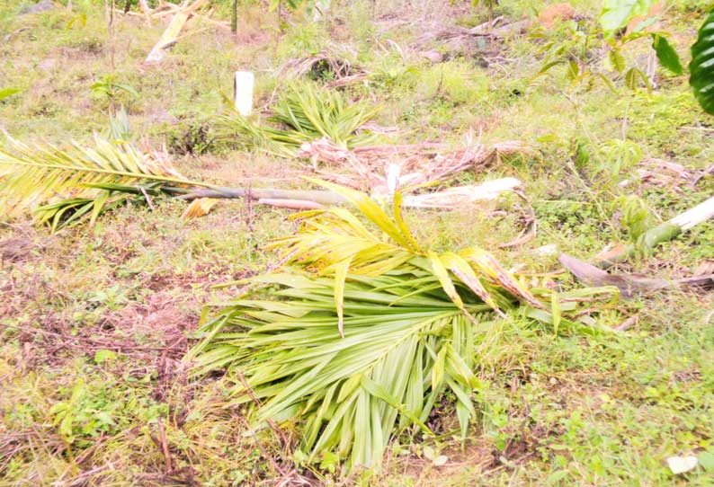 அய்யன்கொல்லி அருகே குடியிருப்பை முற்றுகையிட்ட காட்டு யானைகள்