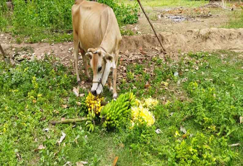 முழு ஊரடங்கால்  கால்நடைகளுக்கு உணவாகி வரும் வாழை-பலாப்பழங்கள்