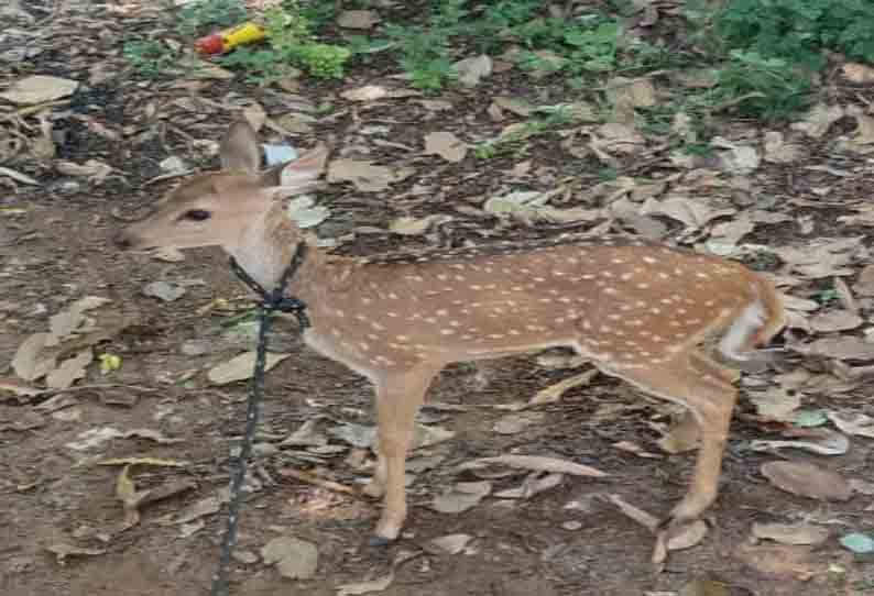 காயமடைந்த மான் மீட்பு