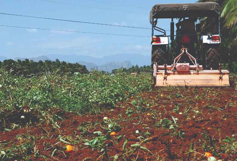 தக்காளி சாகுபடியில் தொடரும் சோகம்